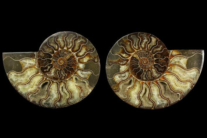 Agate Replaced Ammonite Fossil - Madagascar #169019